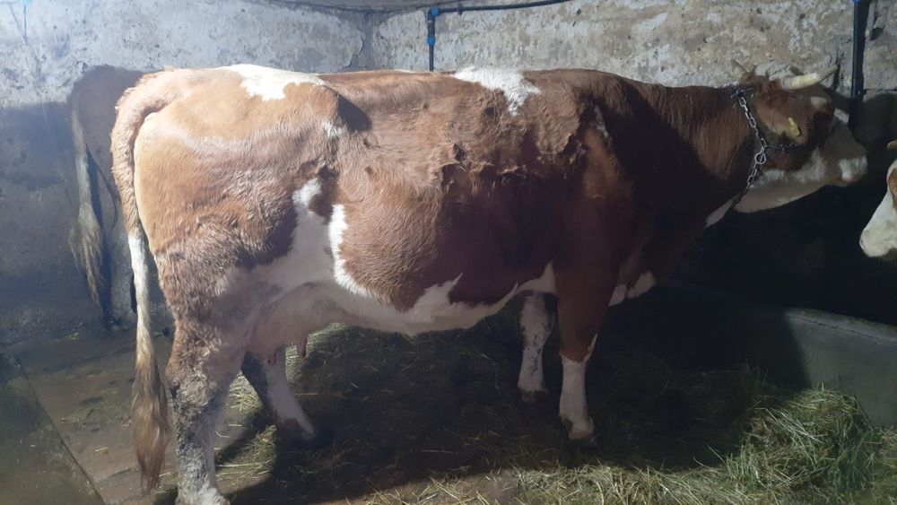 Vacă Baltata Românească