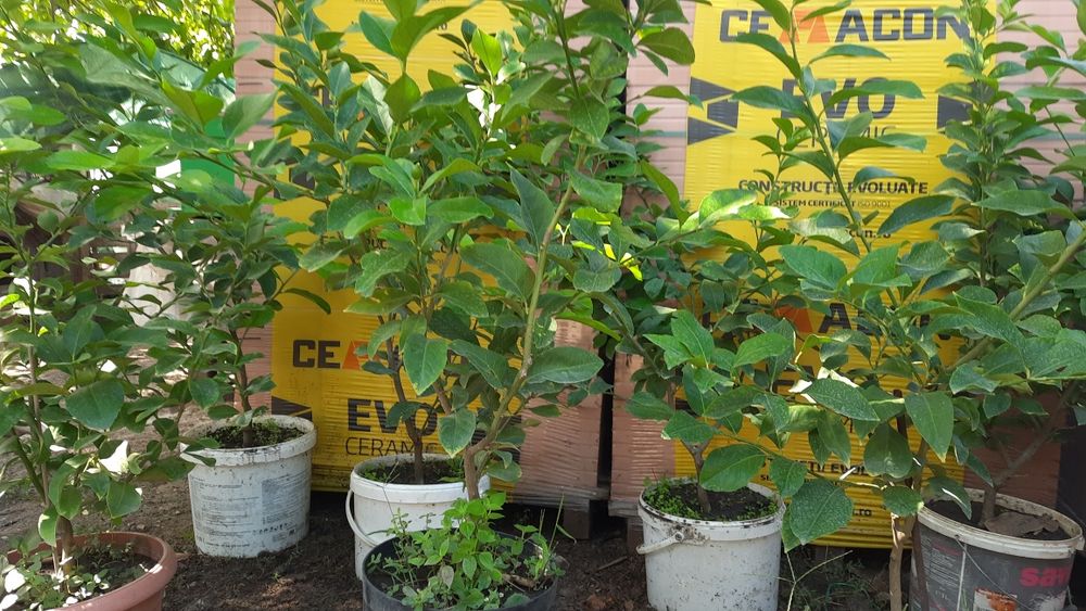 Vînd Lămîi cu Rod.