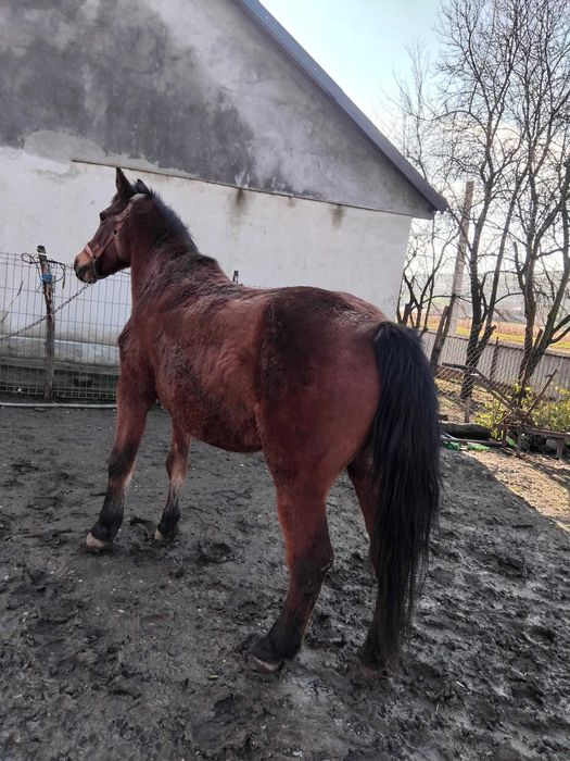 Iapa grasa pt abator