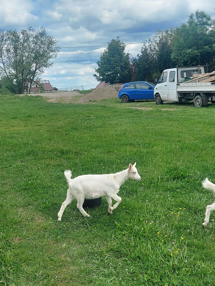 Iediţe rasa Alpina franceza