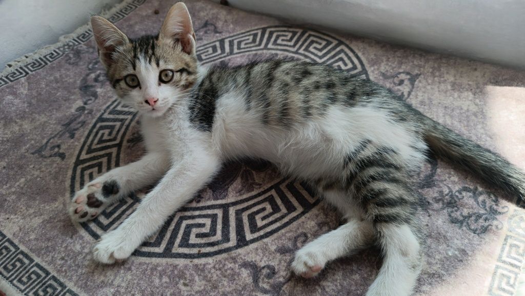 Котенок  девочка в добрые руки