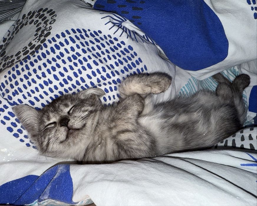 Кошечка в заботливые лапки