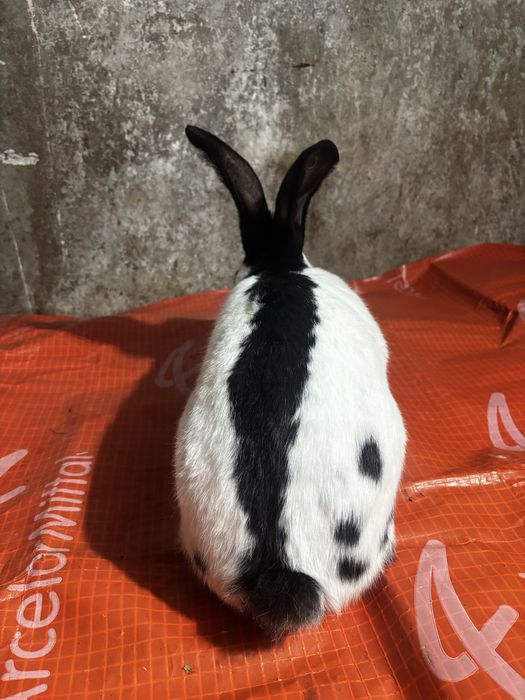 Mascul Fluture German