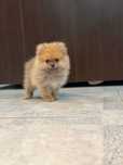 Mascul Pomeranian