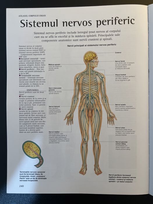 Atlasul corpului uman Corint