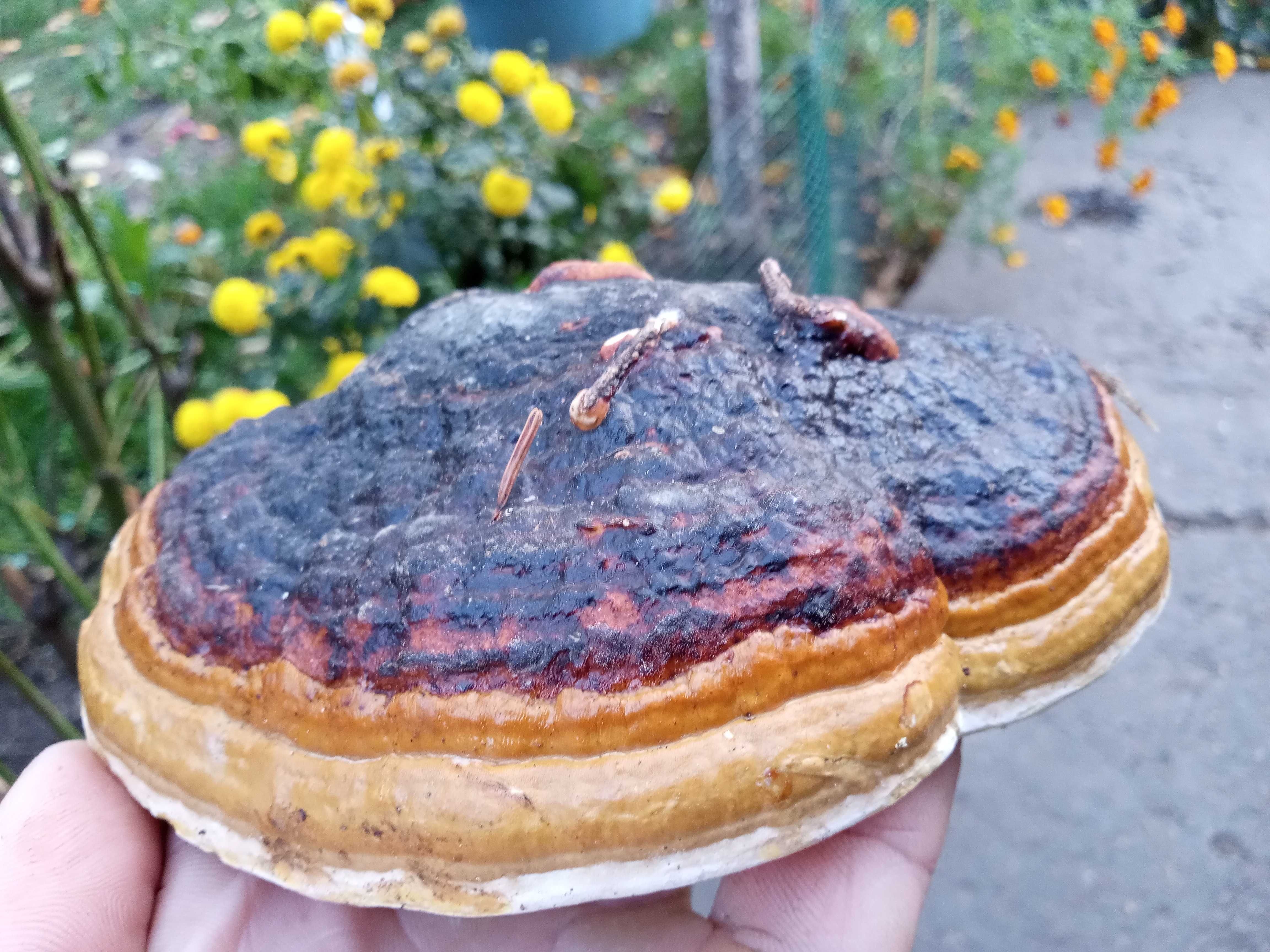 Ciuperca medicinala Reishi, Fomitopsis pinicola