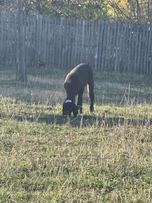 Vând oaie casabasa cu berbecut