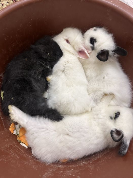 Quyon oilasi sotiladi