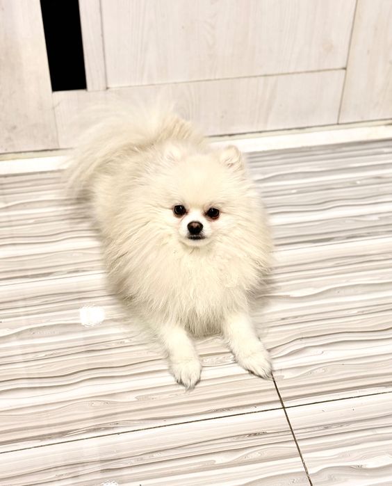 Продаётся белоснежный, ласковый, игривый шпиц