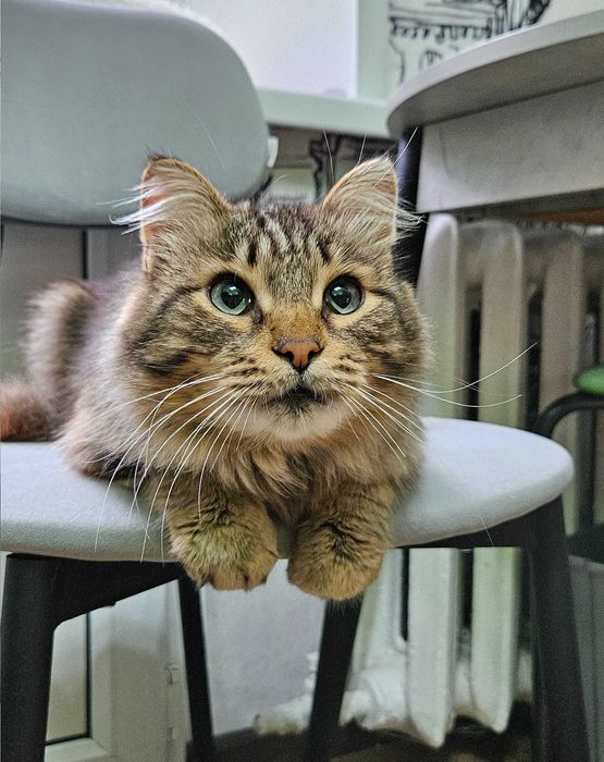 Котик ищет дом! Срочно!