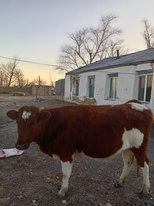 Құнажын сатылады