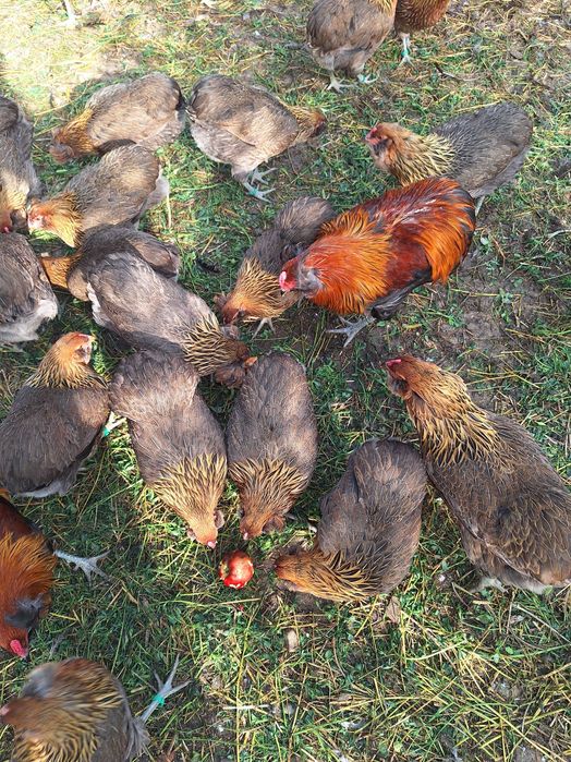 Araucana tineret 2025