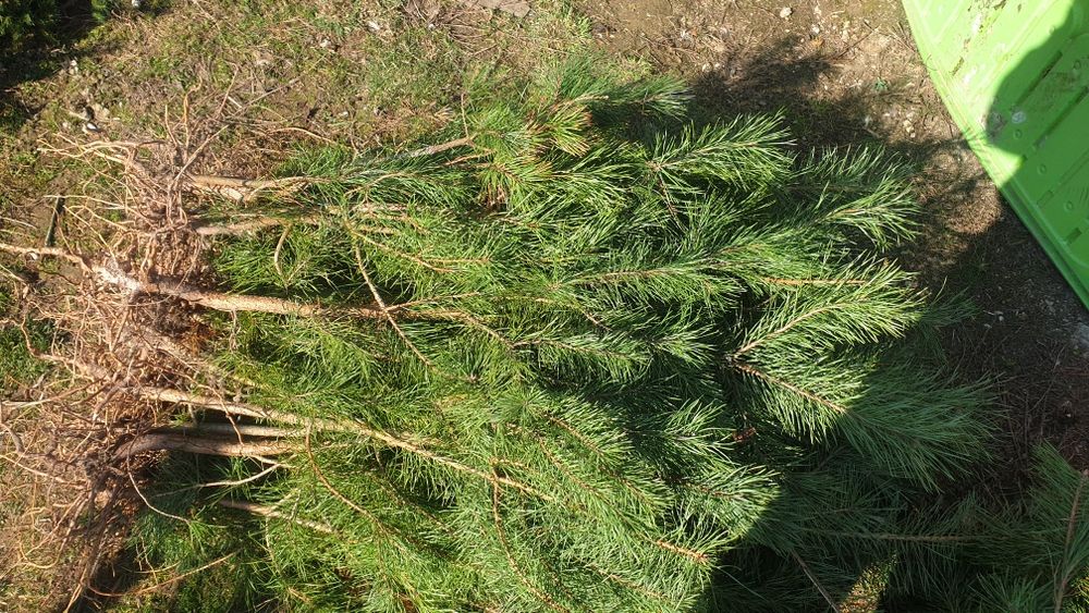 Brad pin Salcam plop mesteacăn pin molid brad salci.