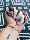 Pui de  Shih Tzu