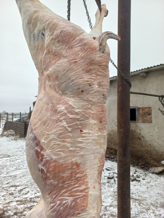 Соғым Ет Мясо  Согым Тайлар Құнандар Дөнендер Байталдар Биелер Сатылад