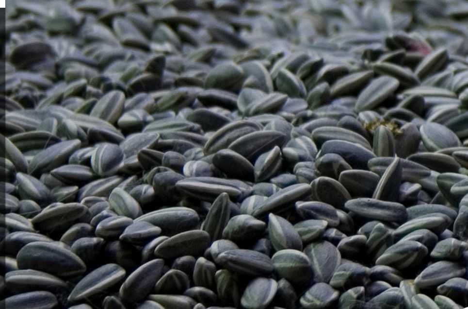 Seminte de floarea soarelui