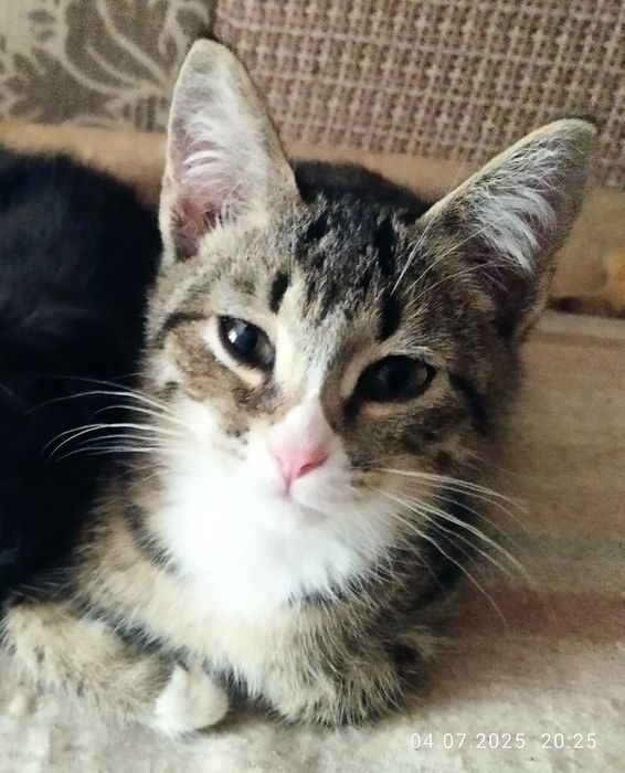 Молоденькая кошечка ищет дом.