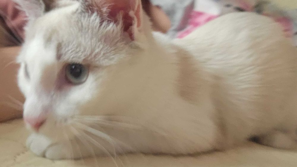 Pisicuta 4 luni Adoptie
