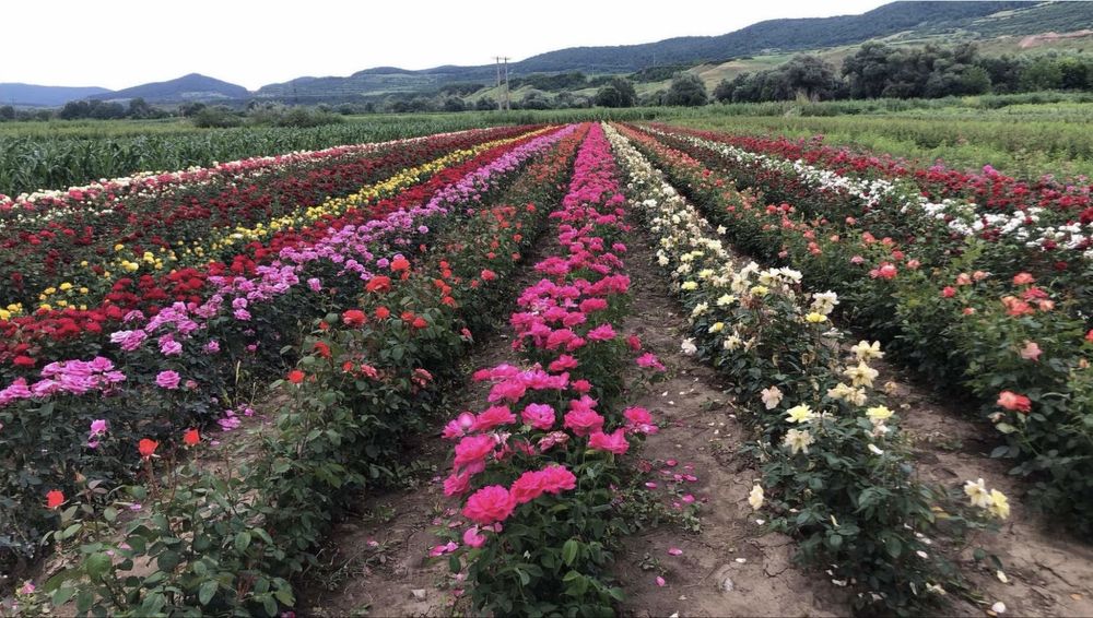 Trandafiri butași/urcători