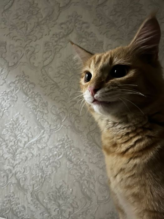 Котенок  рыжий бесплатно в добрые руки