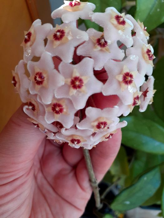 Lacrima Maicii Domnului ( Florea de ceara)