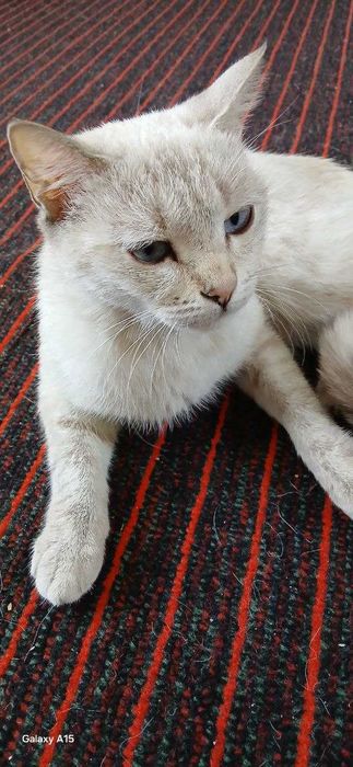 OnasischotishStraight,bolalari 2taoq 1tatigroviyrang 2oylik hamasi