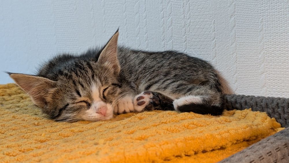 Пристраиваем котёнка