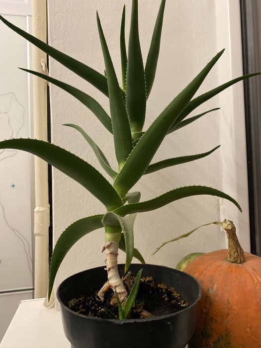 Продам алоэ . Личебный отмногих недугов помогает! От 2 лет и выше !