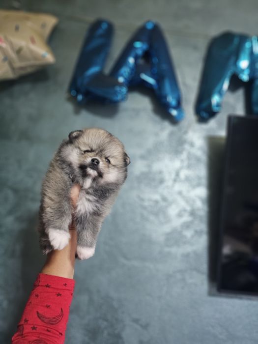 Pomeranian mascul
