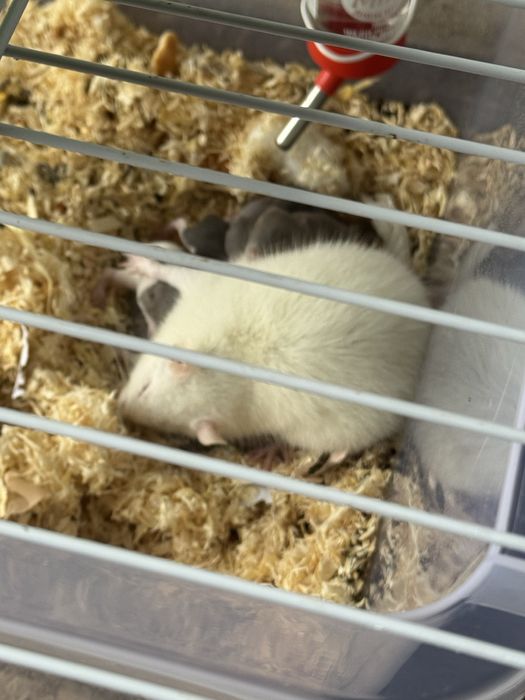 Donez soareci de companie