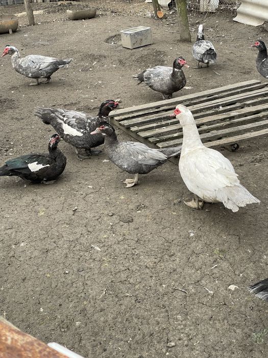 Vand ratoi rasa muta,familii si oua Sussex,Plymouth alb,Australorp.