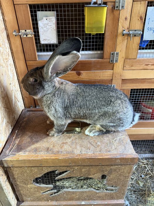 Mascul Urias German gri