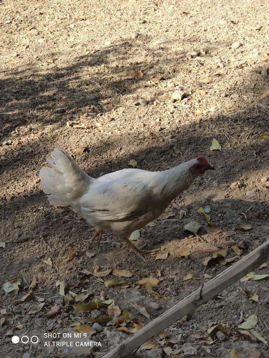 tovuqlar: tuxum qo'yadigan