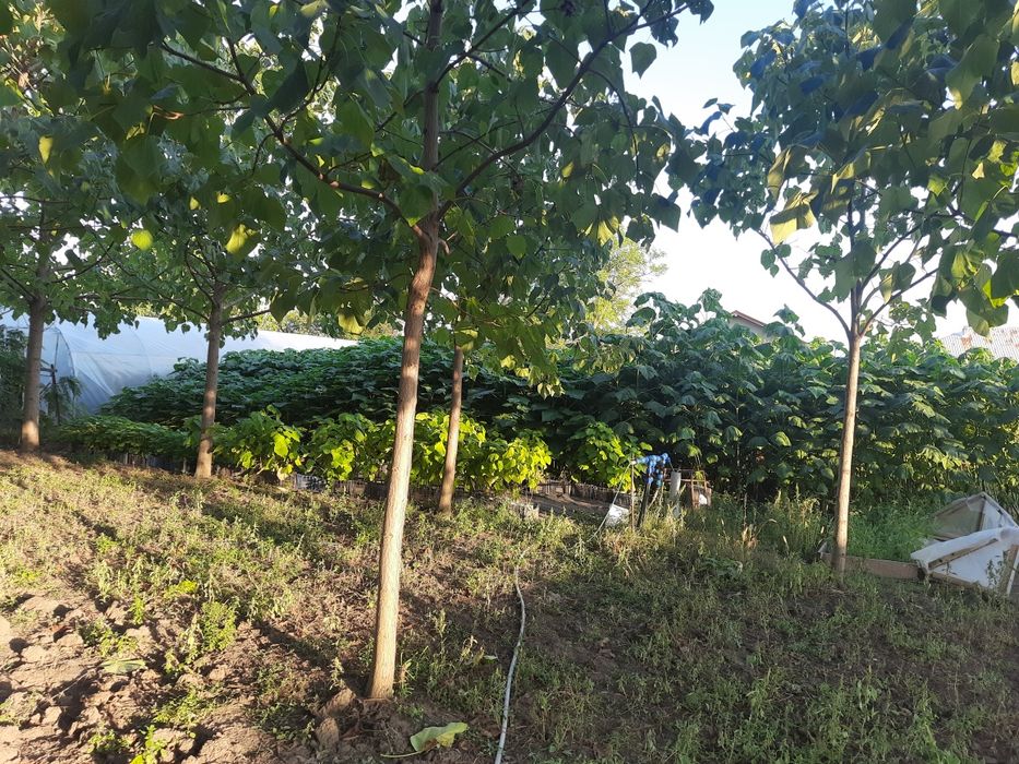 Paulonia tomentosa și arbori de matase