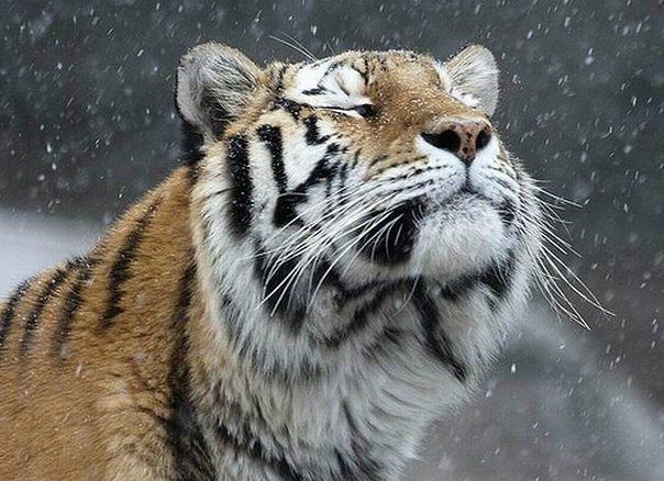 Апскейл / Улучшение качества изображений (арты, фото)
