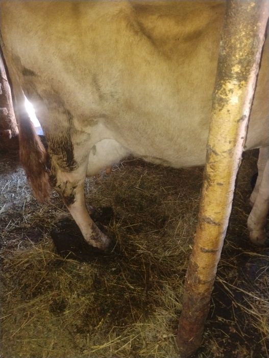 Vând vaca bălțată româneasca cu vital de 5 săptămâni