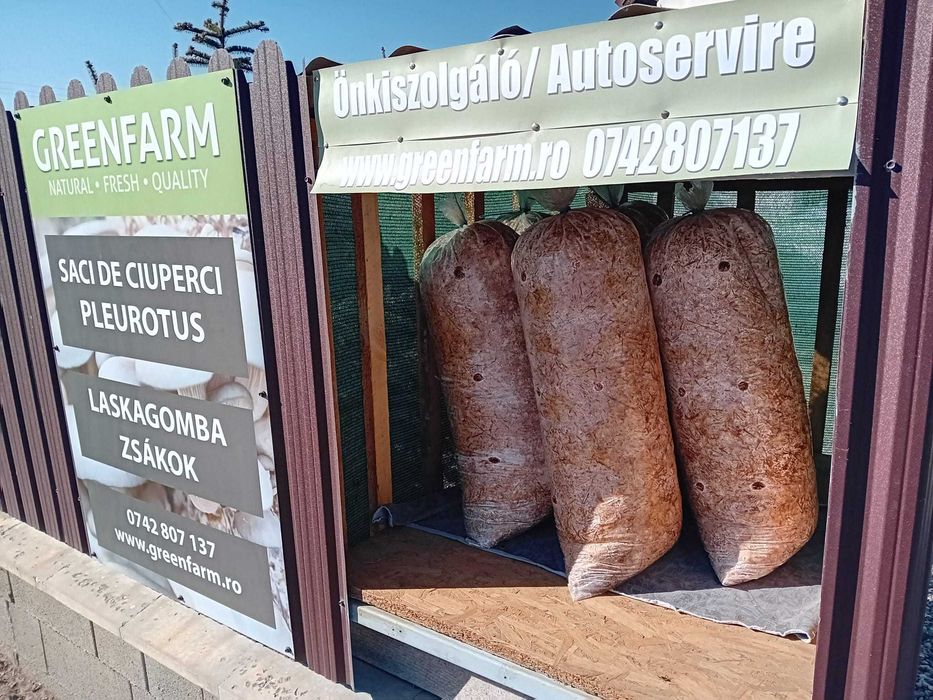 Saci de Ciuperci Pleurotus - GreenFarm.ro