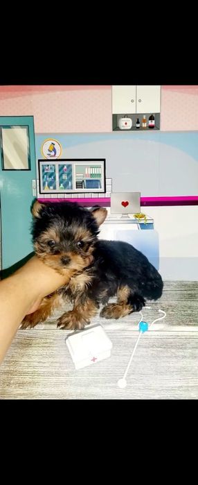 Йоркширски териер мини ЖЕНСКИ