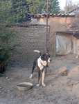 Alabay parodali.