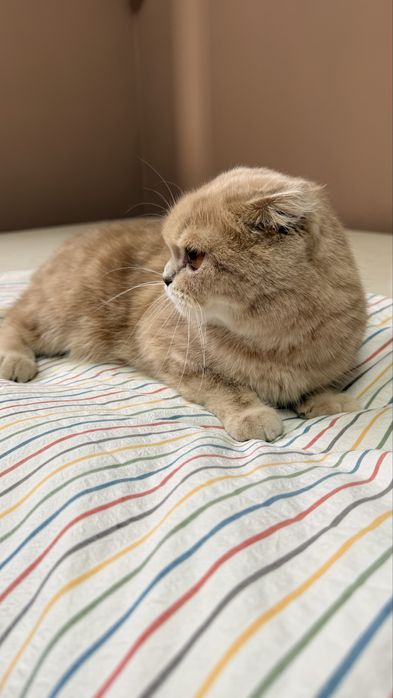 Шотландская вислоухая