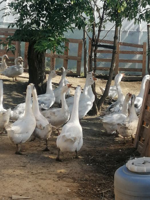Vând Gâște albe mari