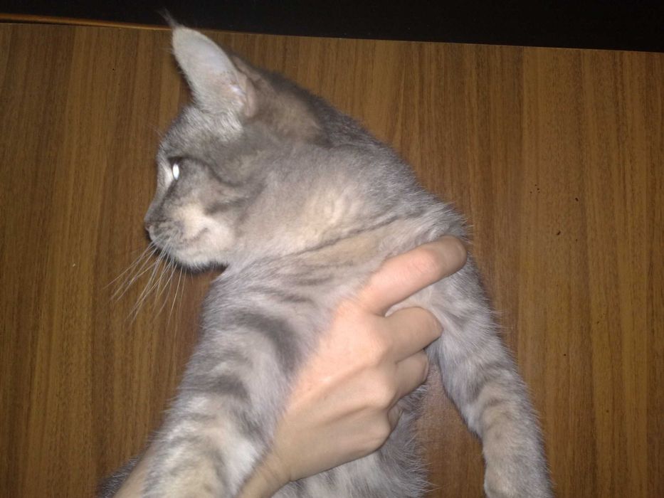 Серебристый котёнок -Мими, девочка, 6 месяцев.