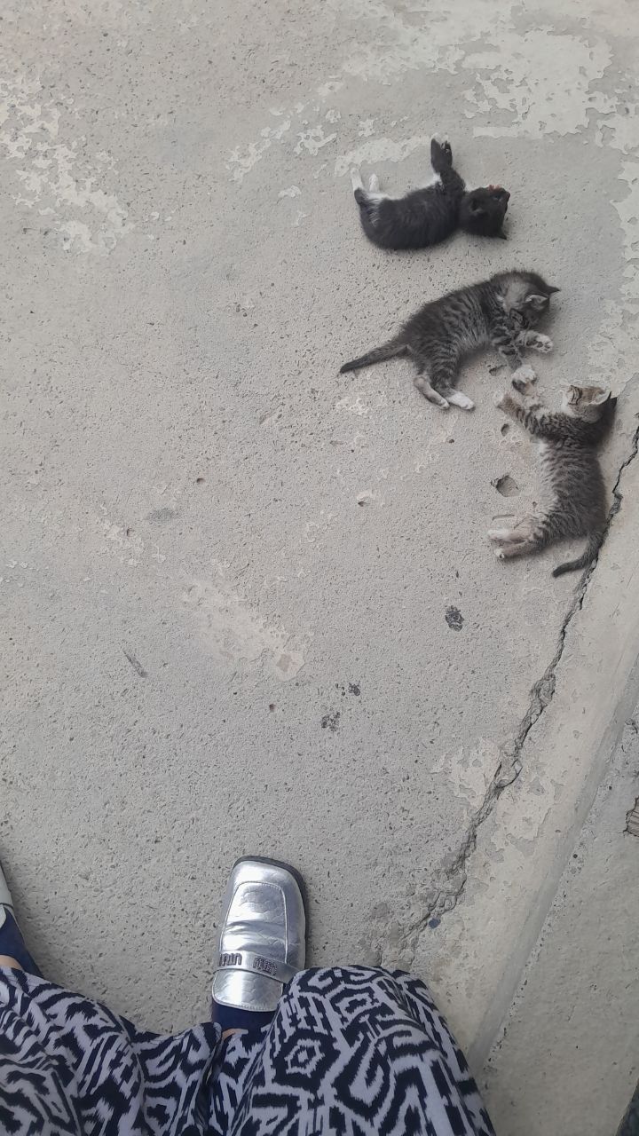 Котята  красивые местные