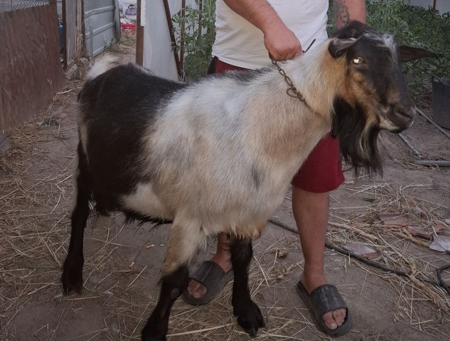 Vând țap de 2 ani