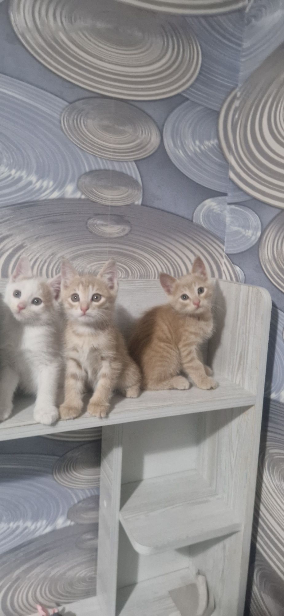 Отдам котят 5 штук 2 девочки 3 мальчика