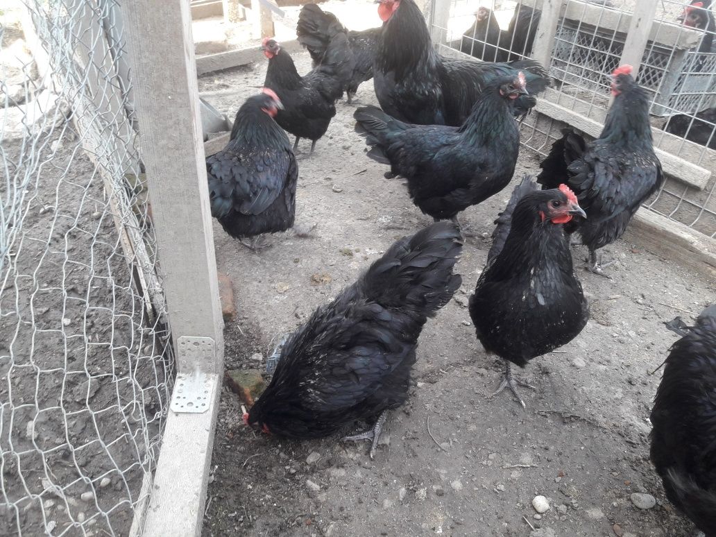 Vând ouă rasă găini Australop negru