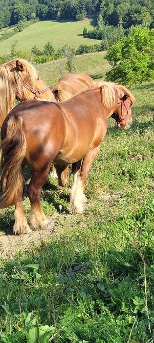 Vând manza de doi ani