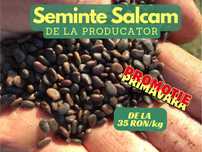 Seminte salcam pentru puieti (rating excelent)