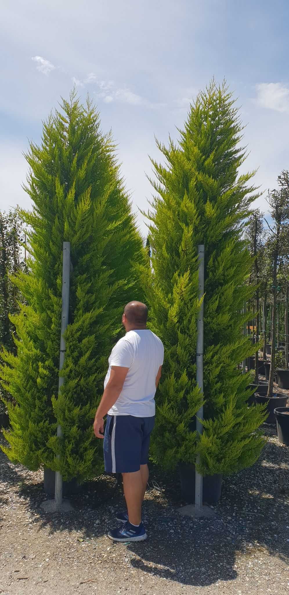 Plante sănătoase, gata de plantat!