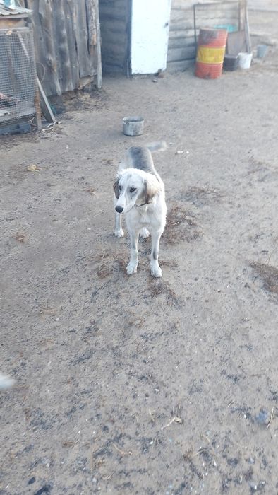 Тазы күшігі сатылады